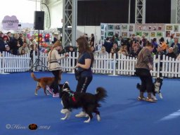 Haustiermesse am 1.03.2026